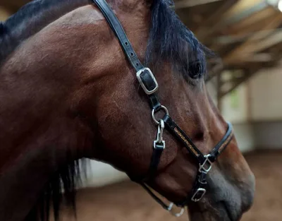 SATURNO RGR — 4-year-old PRE stallion 3