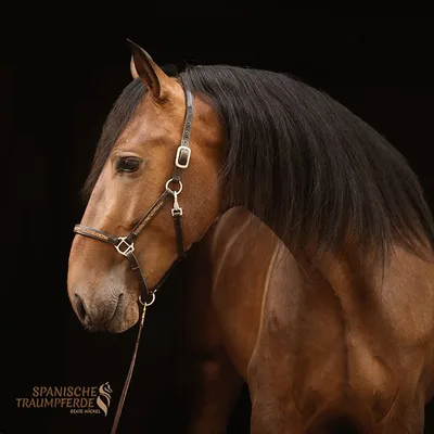 SATURNO RGR — 4-year-old PRE stallion 1