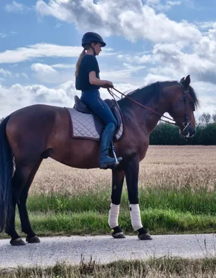 SATURNO RGR — 4-year-old PRE stallion 2