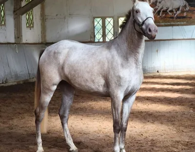 SABELA SH — 4-year-old PRE mare 3