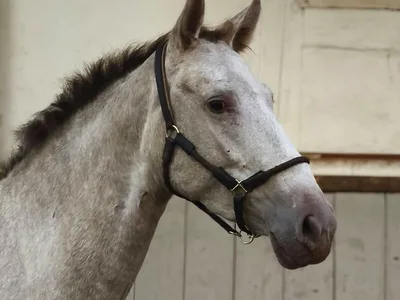 SABELA SH — 4-year-old PRE mare 1