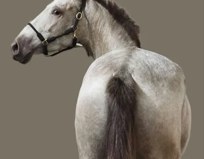 SABELA SH — 4-year-old PRE mare 2