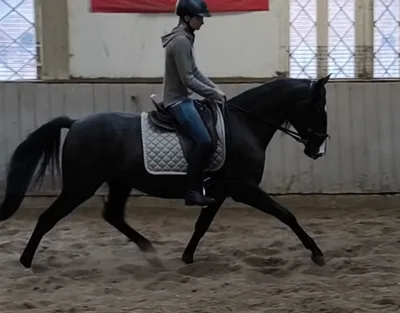 SUGAR SH — 4-year-old stallion 2