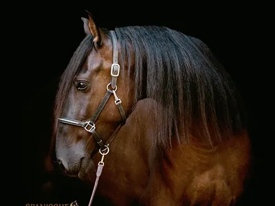 SUGAR SH — 4-year-old stallion 1