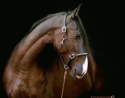 SUGAR SH — 4-year-old stallion 3