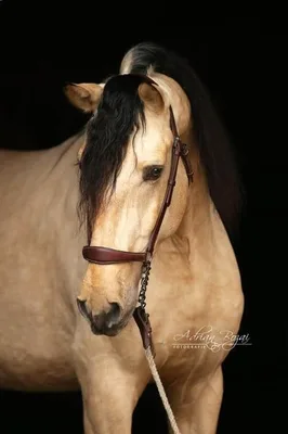 SULEIMAN SH — 4-year-old PRE stallion 6