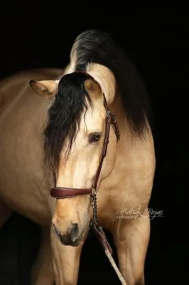 SULEIMAN SH — 4-year-old PRE stallion 4