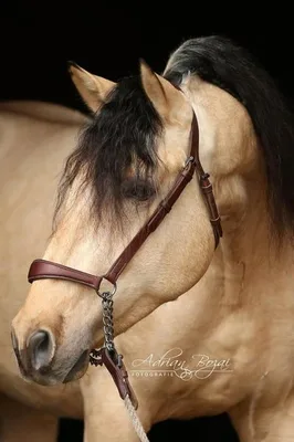 SULEIMAN SH — 4-year-old PRE stallion 3