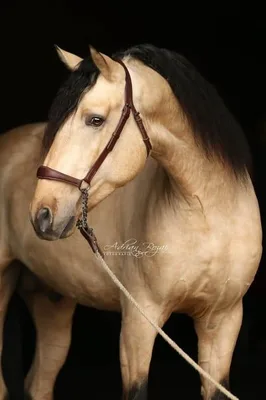 SULEIMAN SH — 4-year-old PRE stallion 5