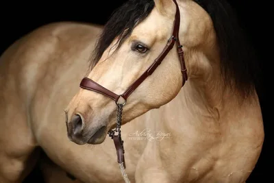 SULEIMAN SH — 4-year-old PRE stallion 2