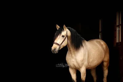SULEIMAN SH — 4-year-old PRE stallion 1