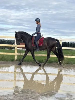 TORERO SH — 4-year-old PRE stallion 2