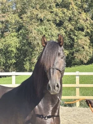 TORERO SH — 4-year-old PRE stallion 1
