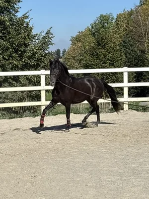 TORERO SH — 4-year-old PRE stallion 3