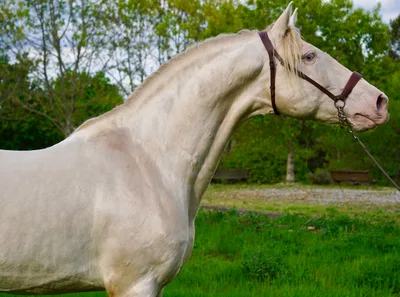 VANDALO RA — 14-year-old PRE breeding stallion 3