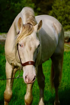 VANDALO RA — 14-year-old PRE breeding stallion 4