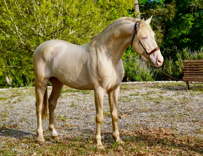 VANDALO RA — 14-year-old PRE breeding stallion 1