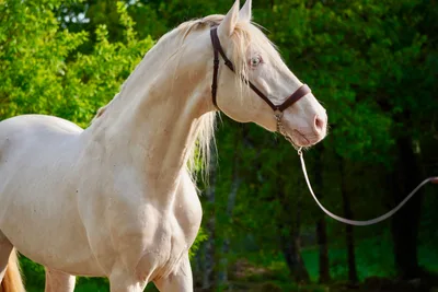 VANDALO RA — 14-year-old PRE breeding stallion 5