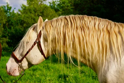VANDALO RA — 14-year-old PRE breeding stallion 2