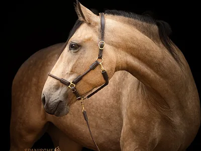 SARABI SH — 4-year-old PRE mare 2