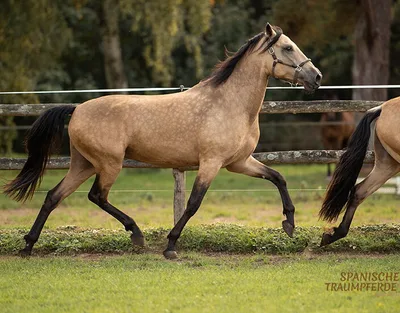 SARABI SH — 4-year-old PRE mare 3