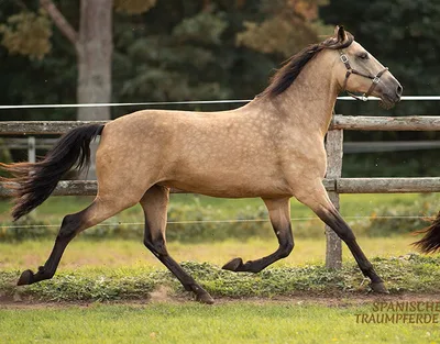 SARABI SH — 4-year-old PRE mare 1