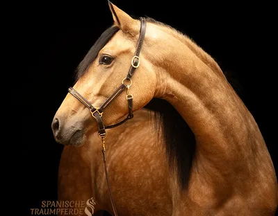 SELENA SH — 4-year-old PRE mare 2