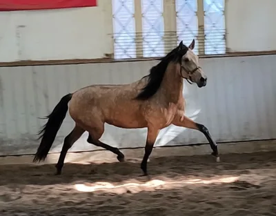 SELENA SH — 4-year-old PRE mare 3