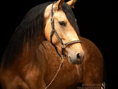 SELENA SH — 4-year-old PRE mare 1