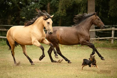 SARABIA SH — 4-year-old PRE mare 2