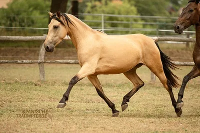SARABIA SH — 4-year-old PRE mare 3