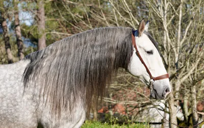 CORTIJO DE MARCHENA — 8-year-old PRE breeding stallion 10