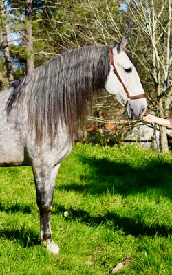 CORTIJO DE MARCHENA — 8-year-old PRE breeding stallion 11