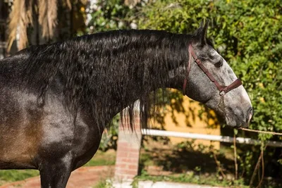 CORTIJO DE MARCHENA — 8-year-old PRE breeding stallion 12