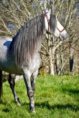 CORTIJO DE MARCHENA — 8-year-old PRE breeding stallion 6
