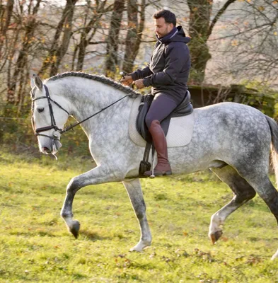 CORTIJO DE MARCHENA — 8-year-old PRE breeding stallion 3