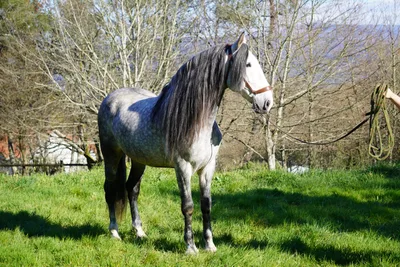CORTIJO DE MARCHENA — 8-year-old PRE breeding stallion 7
