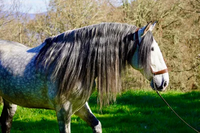 CORTIJO DE MARCHENA — 8-year-old PRE breeding stallion 8