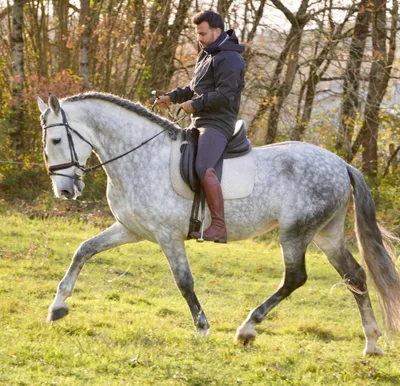 CORTIJO DE MARCHENA — 8-year-old PRE breeding stallion 5