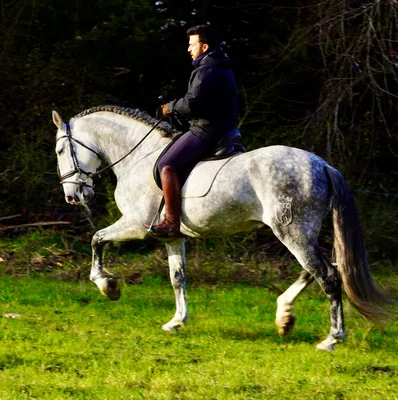 CORTIJO DE MARCHENA — 8-year-old PRE breeding stallion 2