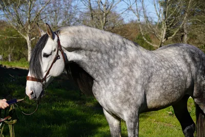CORTIJO DE MARCHENA — 8-year-old PRE breeding stallion 9