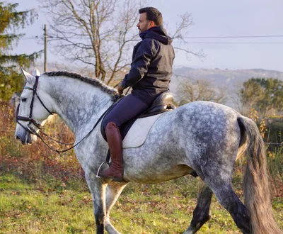 CORTIJO DE MARCHENA — 8-year-old PRE breeding stallion 4