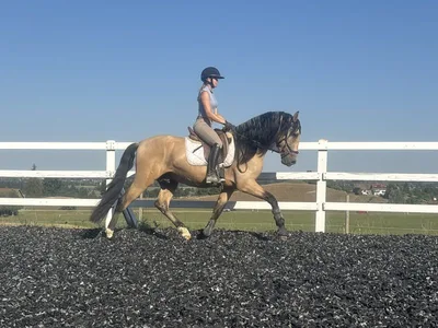 SASTRE SH — 4-year-old PRE stallion 3