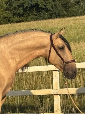 SASTRE SH — 4-year-old PRE stallion 2