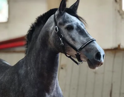 SEVILLA SH — 4-year-old PRE mare 1