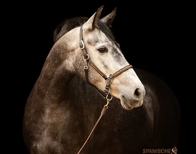 SEVILLA SH — 4-year-old PRE mare 3