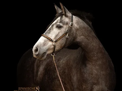 SEVILLA SH — 4-year-old PRE mare 2