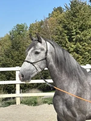VIRAGO GP — 5-year-old PRE stallion 3
