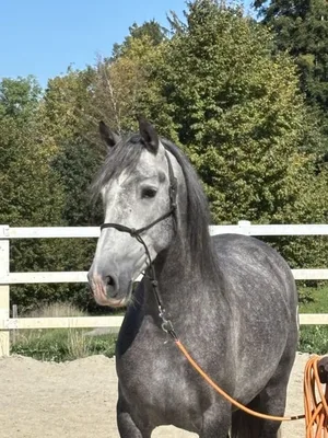 VIRAGO GP — 5-year-old PRE stallion 2