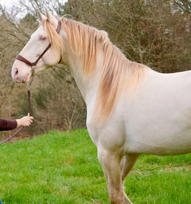 QUARZO SH — 6-year-old PRE breeding stallion 5